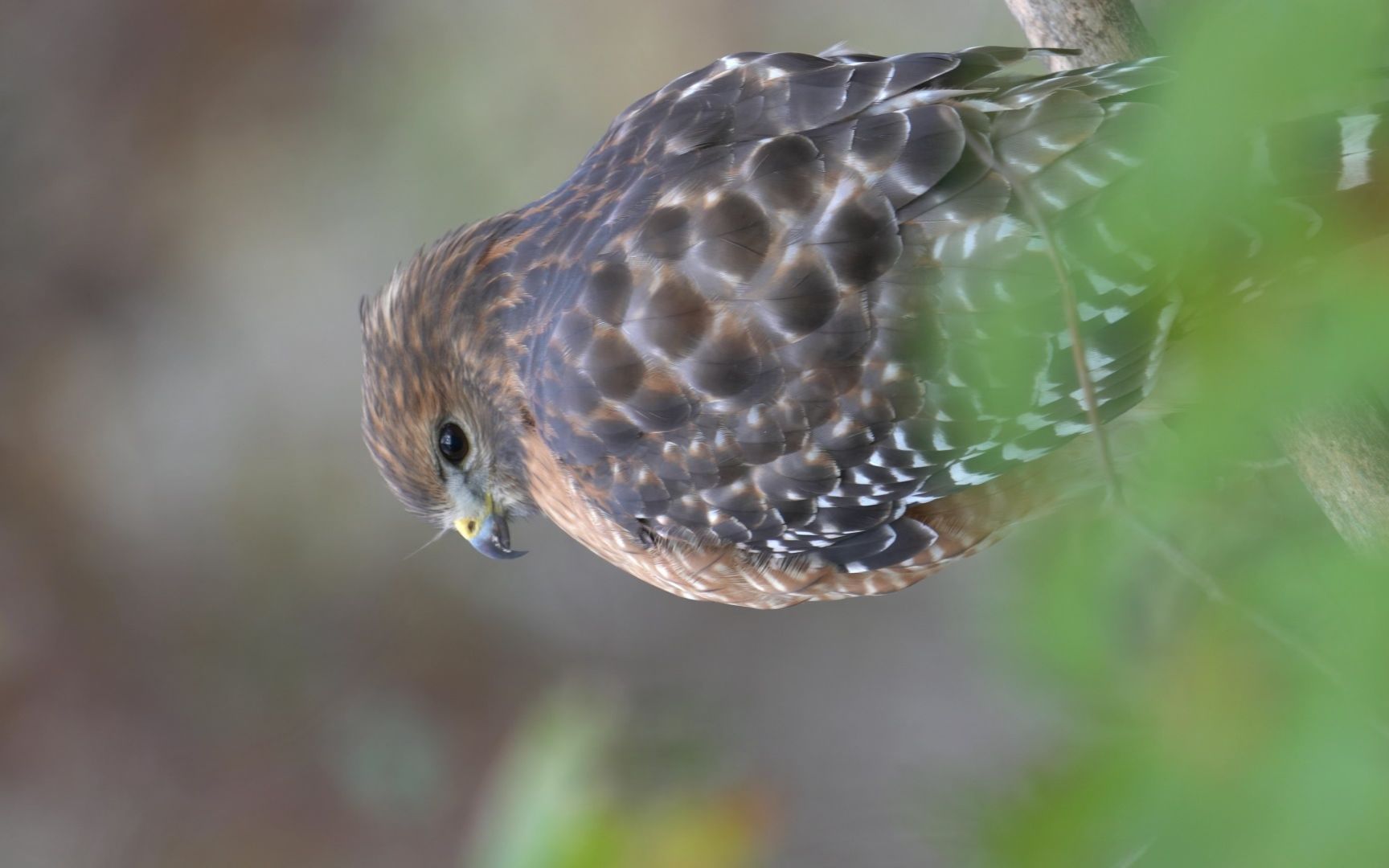 野生动物摄影 索尼 200-600mm 鸟