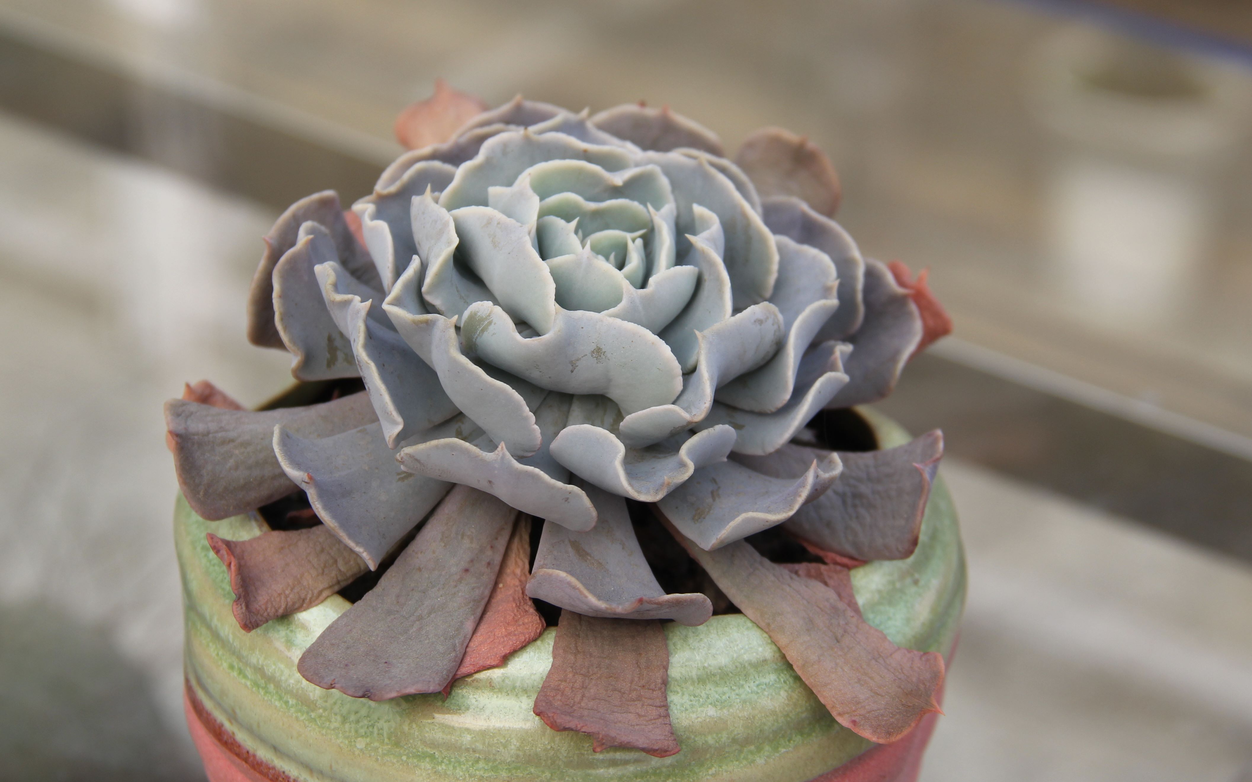 大猫多肉:利比里亚(天鹅湖)