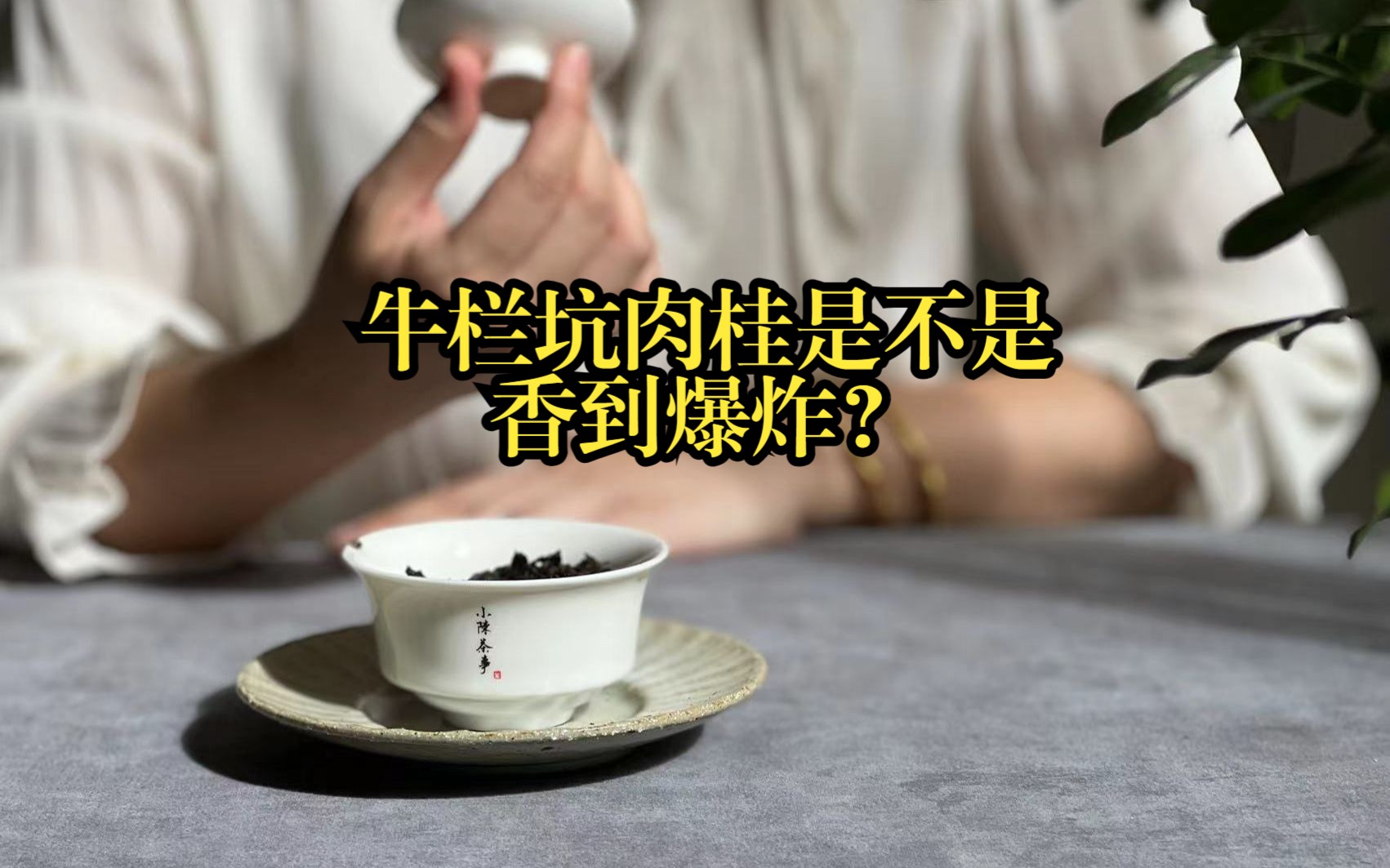 岩茶中的天花板,牛栏坑肉桂是不是香到爆炸?哔哩哔哩bilibili