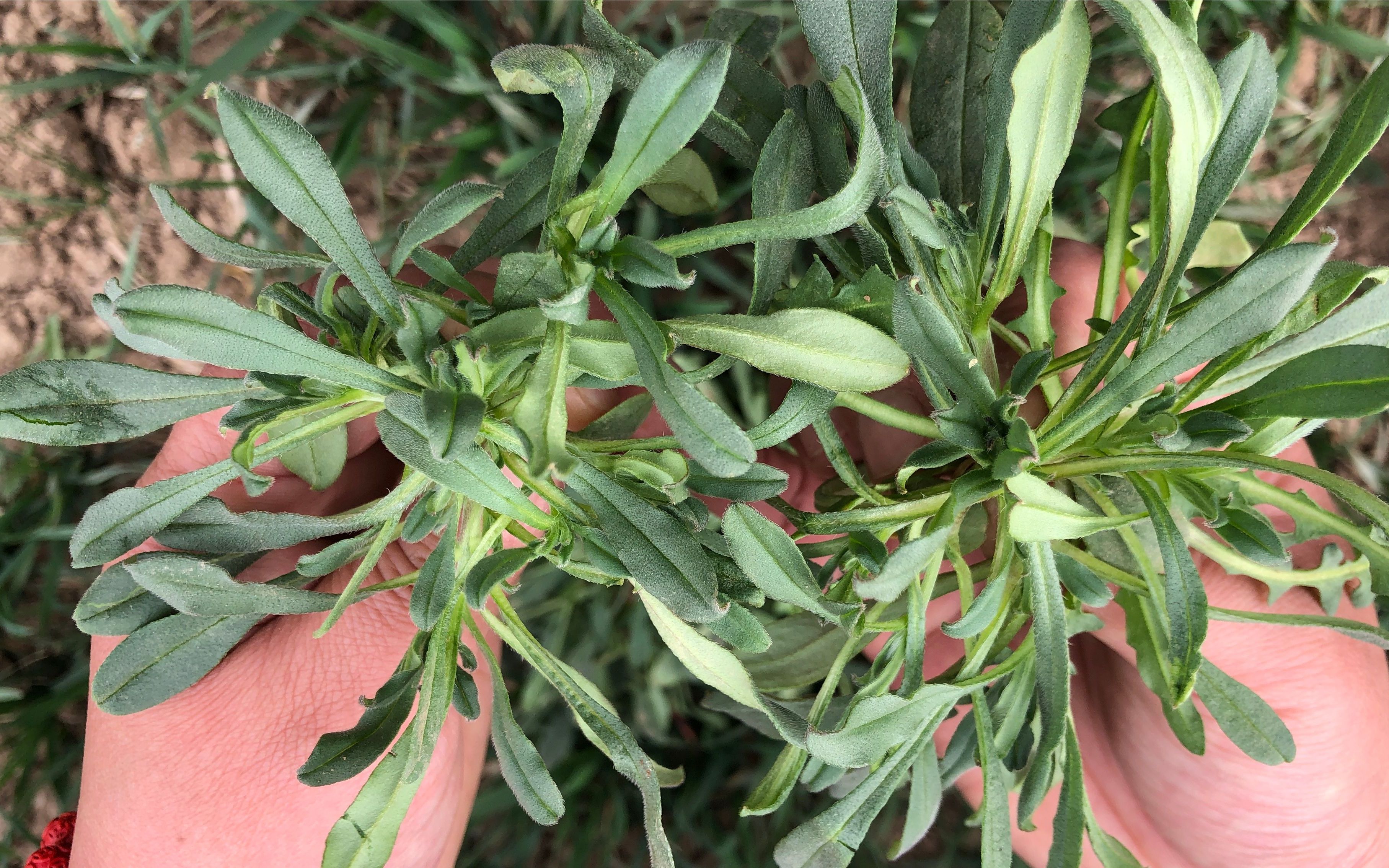 这种野菜农村到处都是,营养比菠菜还高,可惜好多人都不认识