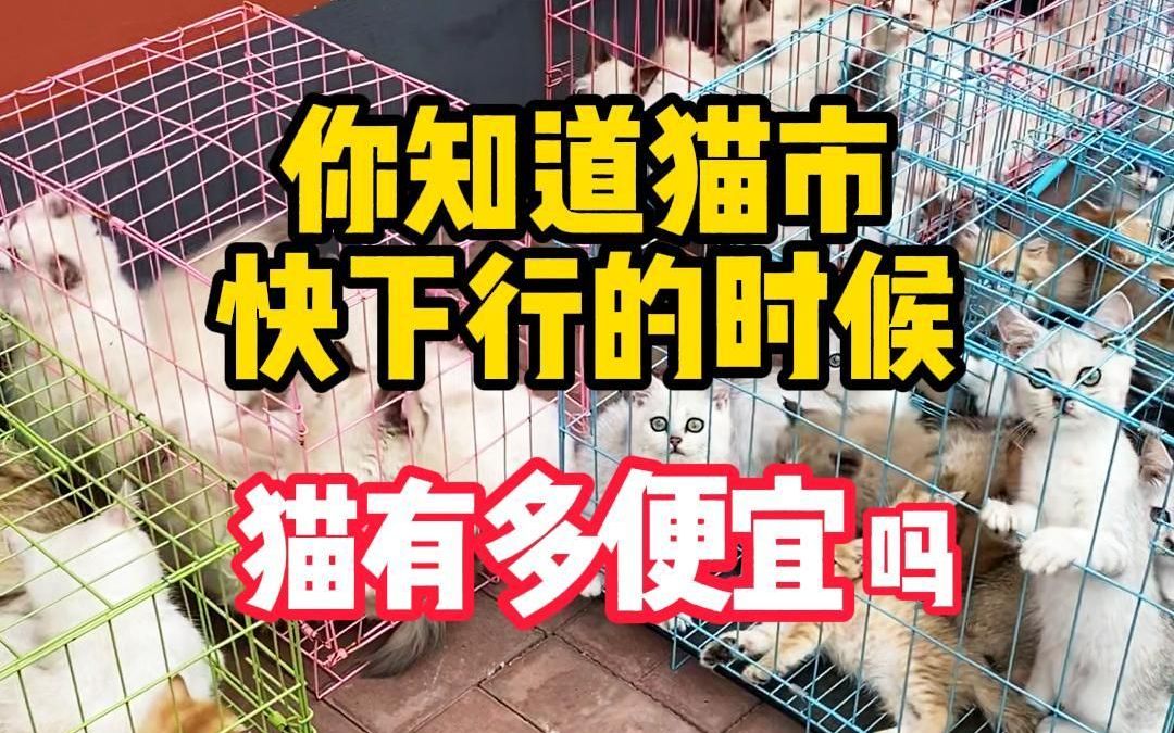 猫市快下行猫咪能有多便宜哔哩哔哩bilibili