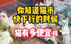 Download Video: 猫市快下行猫咪能有多便宜