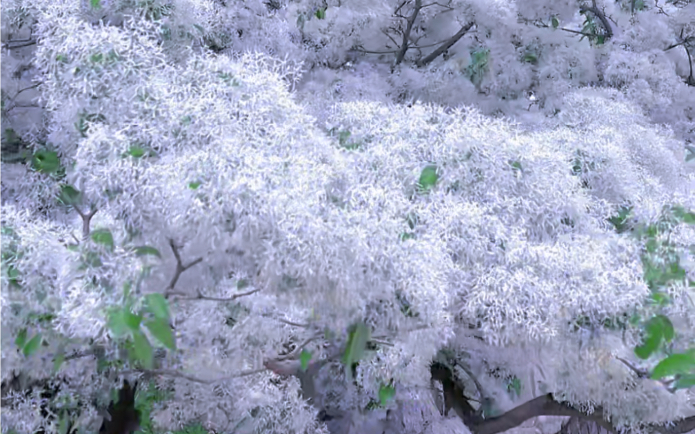 流苏树,每年四月份开花,因花白像雪,又称四月雪哔哩哔哩bilibili