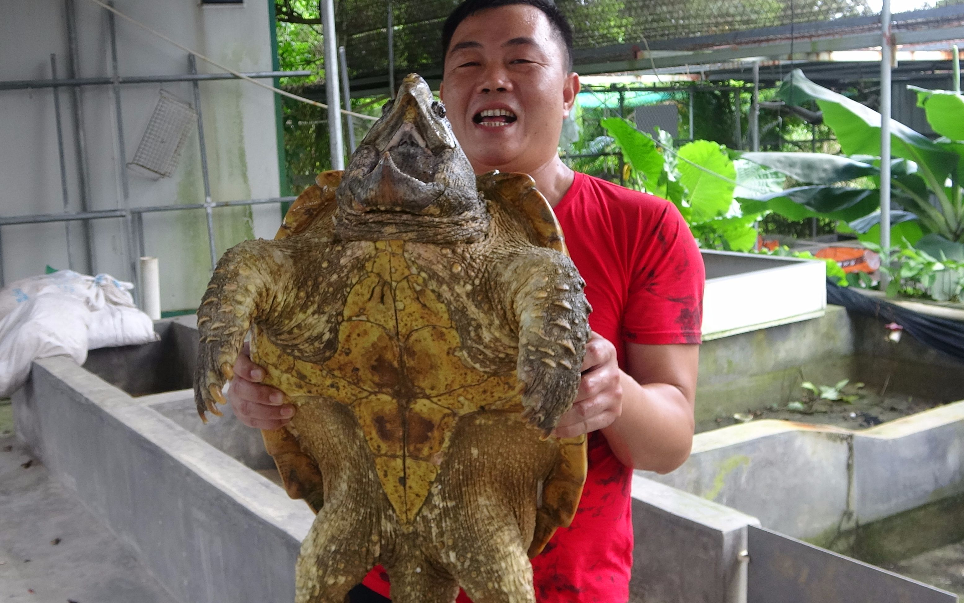 一只80斤的巨大鳄龟把老林都给吓坏了