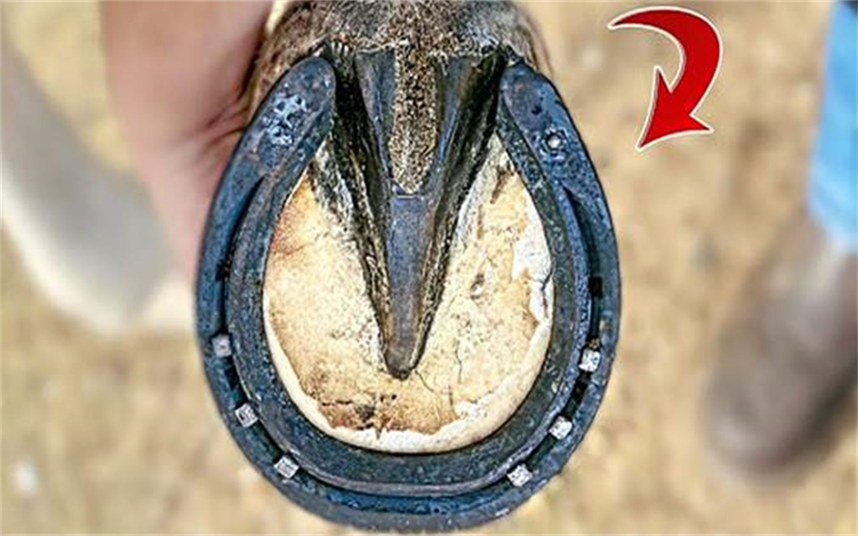 给马钉铁掌是做什么 钉子扎进脚掌里,马儿不会疼吗 1