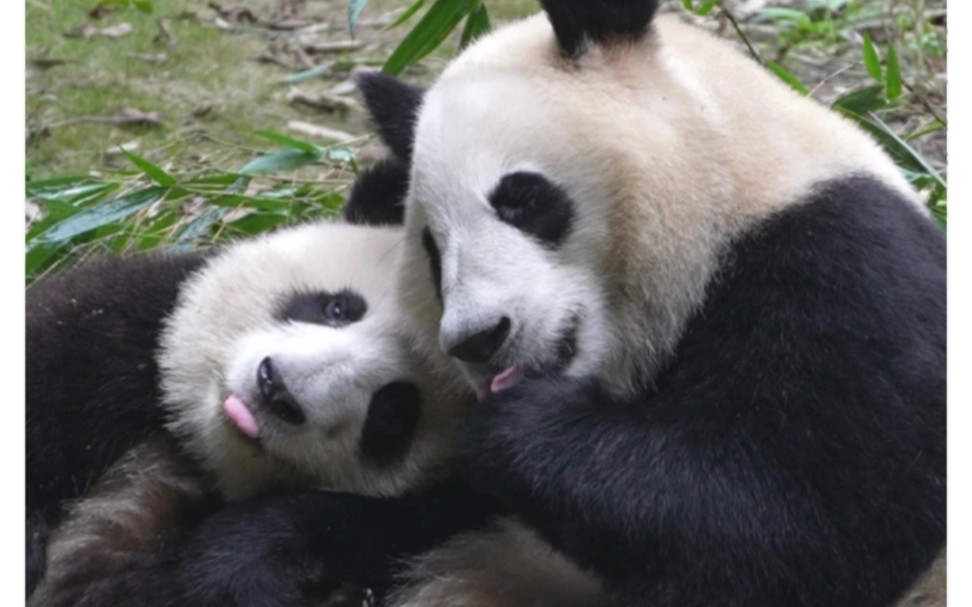 和花和叶:相亲相爱姐弟俩