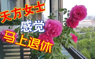 Download Video: 天方夜谈优秀的春花表现，准备这波花后，移到背阴的阳台处休整，待到秋天再出山