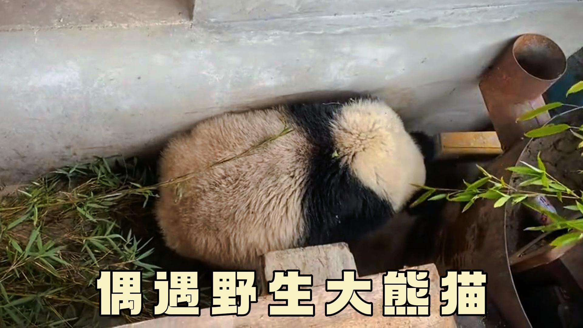 男子偶遇野生大熊猫,激动的语无伦次,屏幕前的我羡慕得不行了!