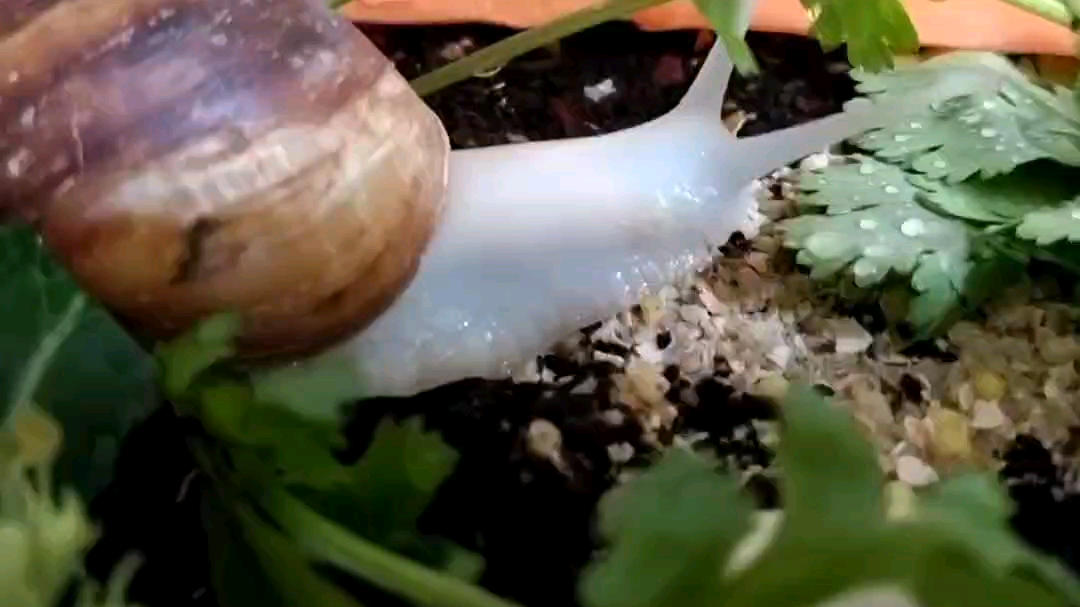 活动作品白玉蜗牛小白吃饭是真的慢