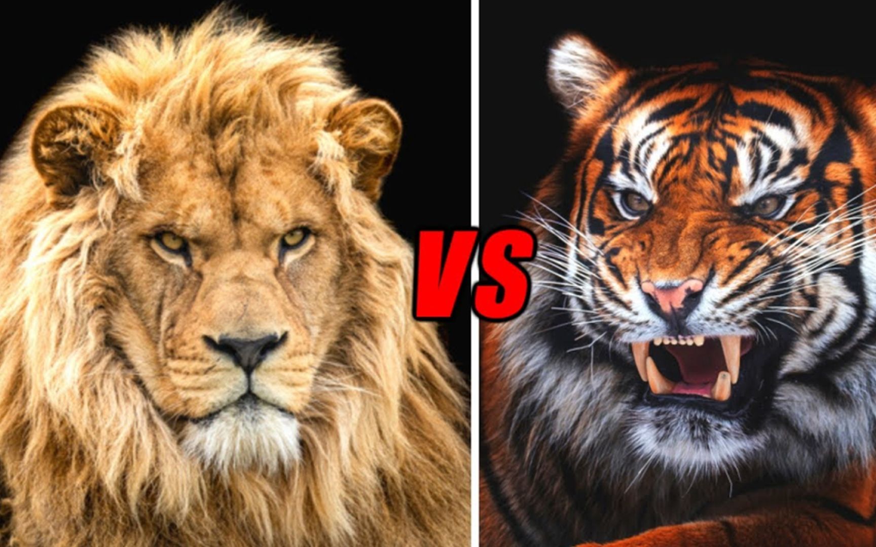 东北虎与狮子体型对比图片