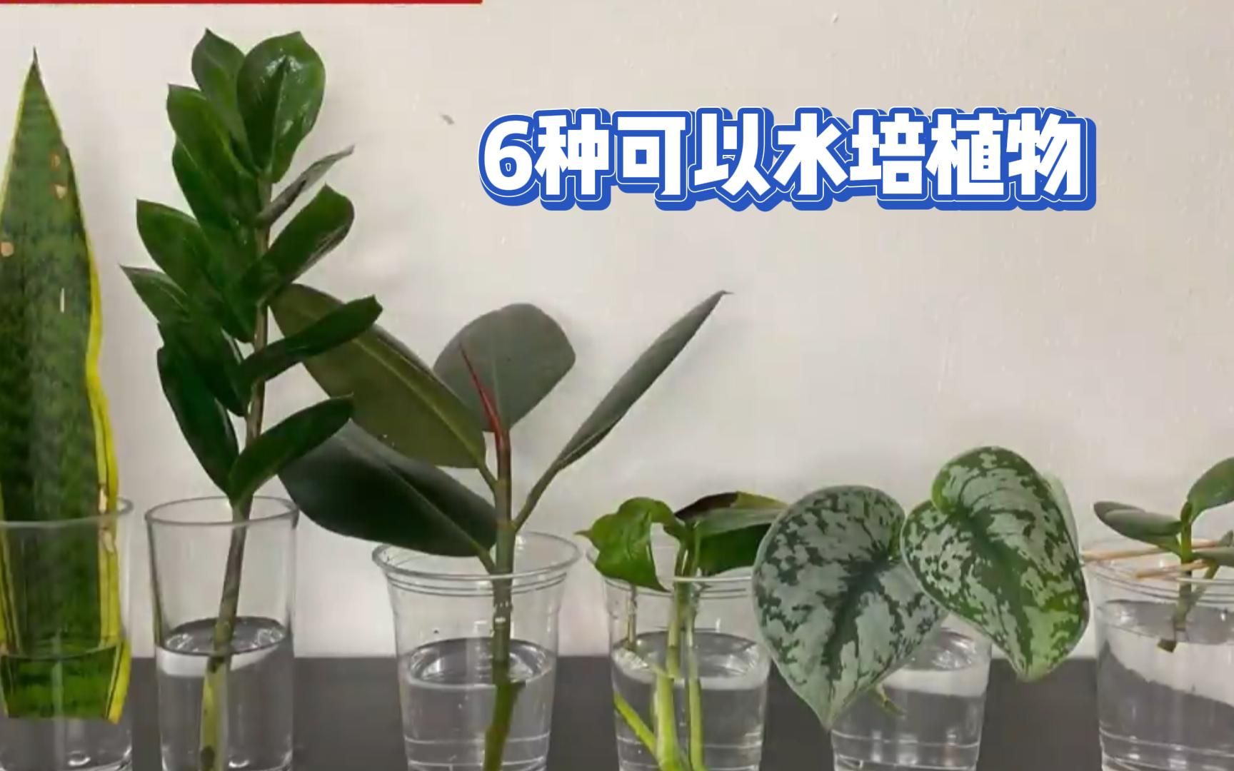 [图]水培是绿植杀手的救星，这6种植物拿来水培，好看又好养