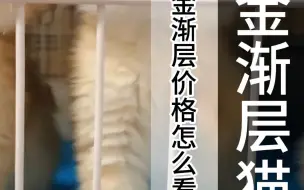 Tải video: 金渐层价格怎么看？金渐层如何挑选？