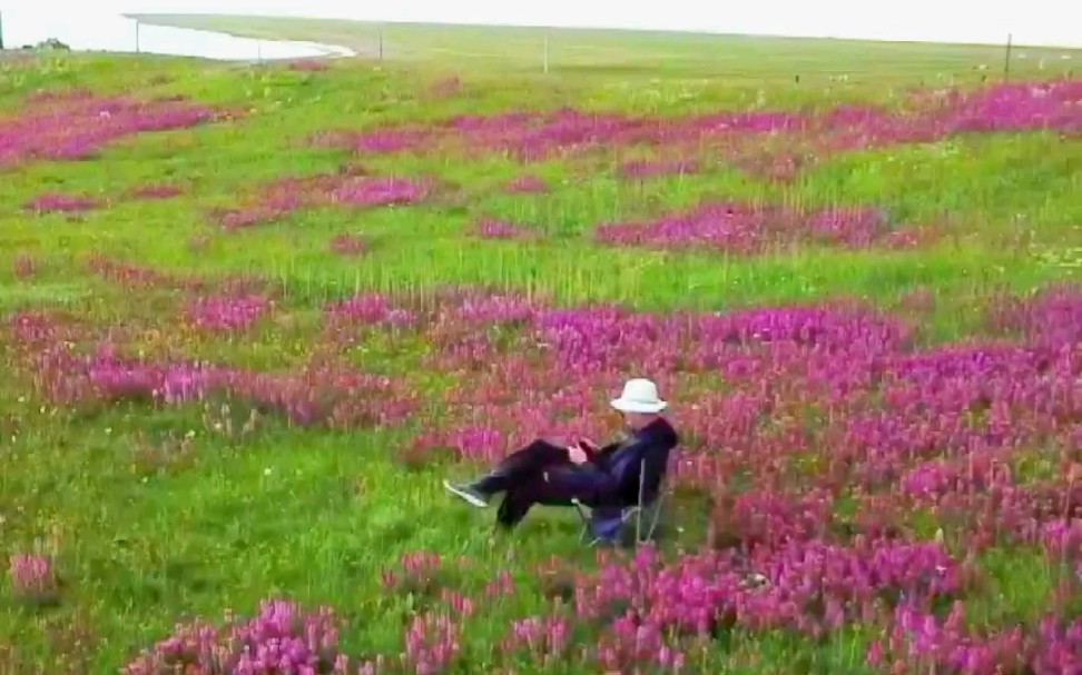 [图]青海湖畔花的海洋