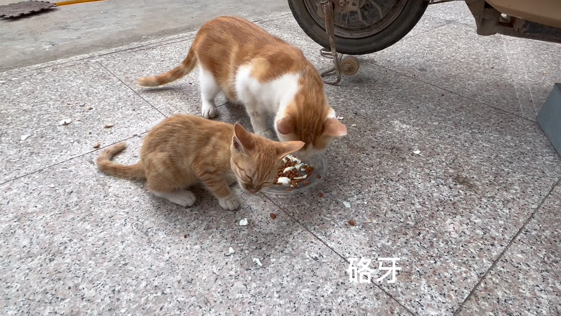 [图]大猫小猫都不吃蛋清，网上搜了一下说猫不吃蛋清，又有人说可以，不知道到底可不可以