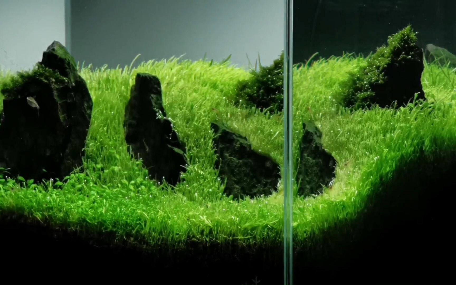 35cm挖耳 矮珍珠草缸丨建缸到成景记录