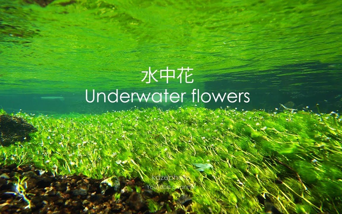 4K 水面下で咲く可怜な花たちをクローズアップ 水中花 梅花藻哔哩哔哩bilibili