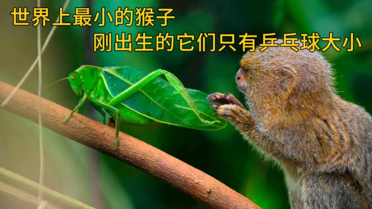 世界上最小的猴子,刚出生的它们只有乒乓球大小哔哩哔哩bilibili