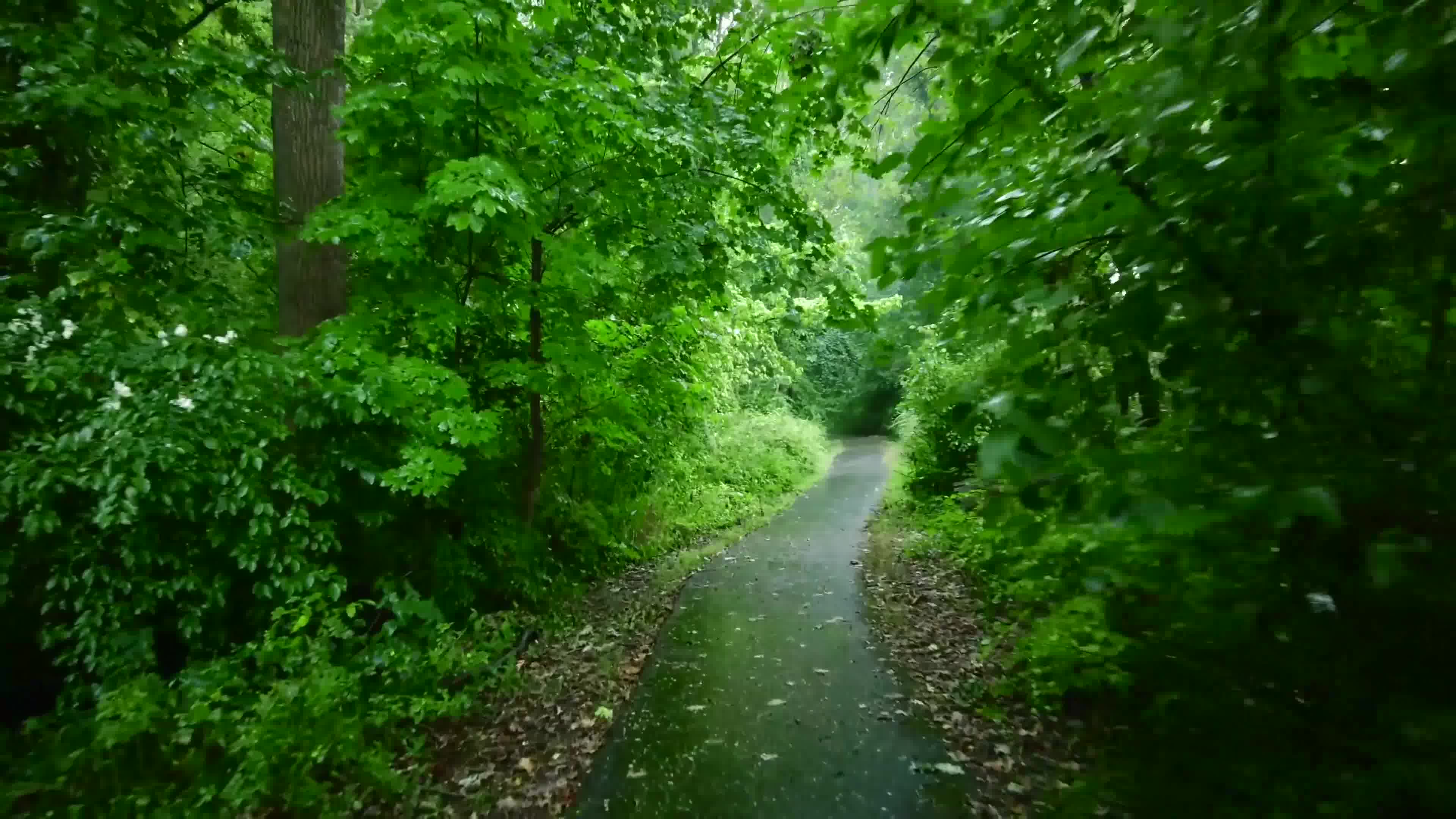 樹林雨天 助睡眠