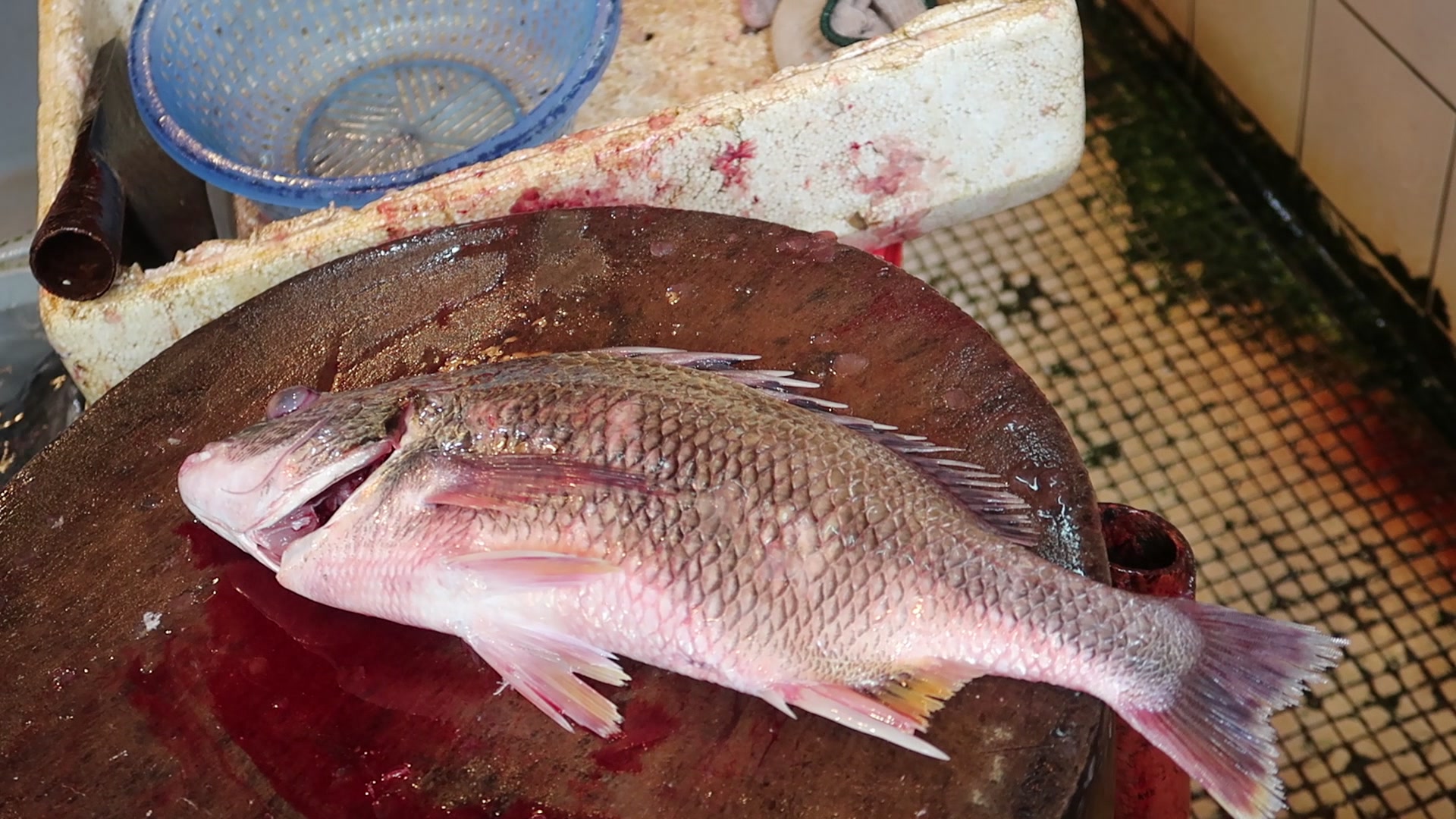 cutting live yellowfin seabream in seafood market hkd$160 生劏游