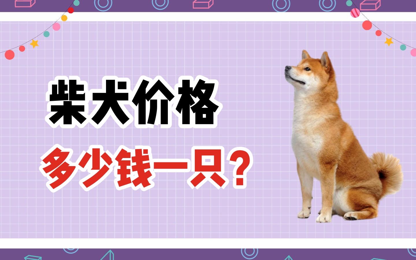 柴犬价格多少钱一只?哔哩哔哩bilibili