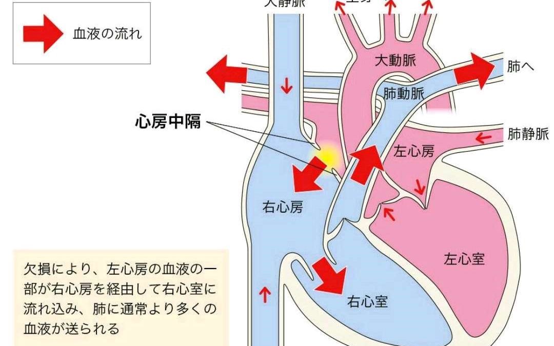 心动周期视频(生理学血液循环章节系统讲解)