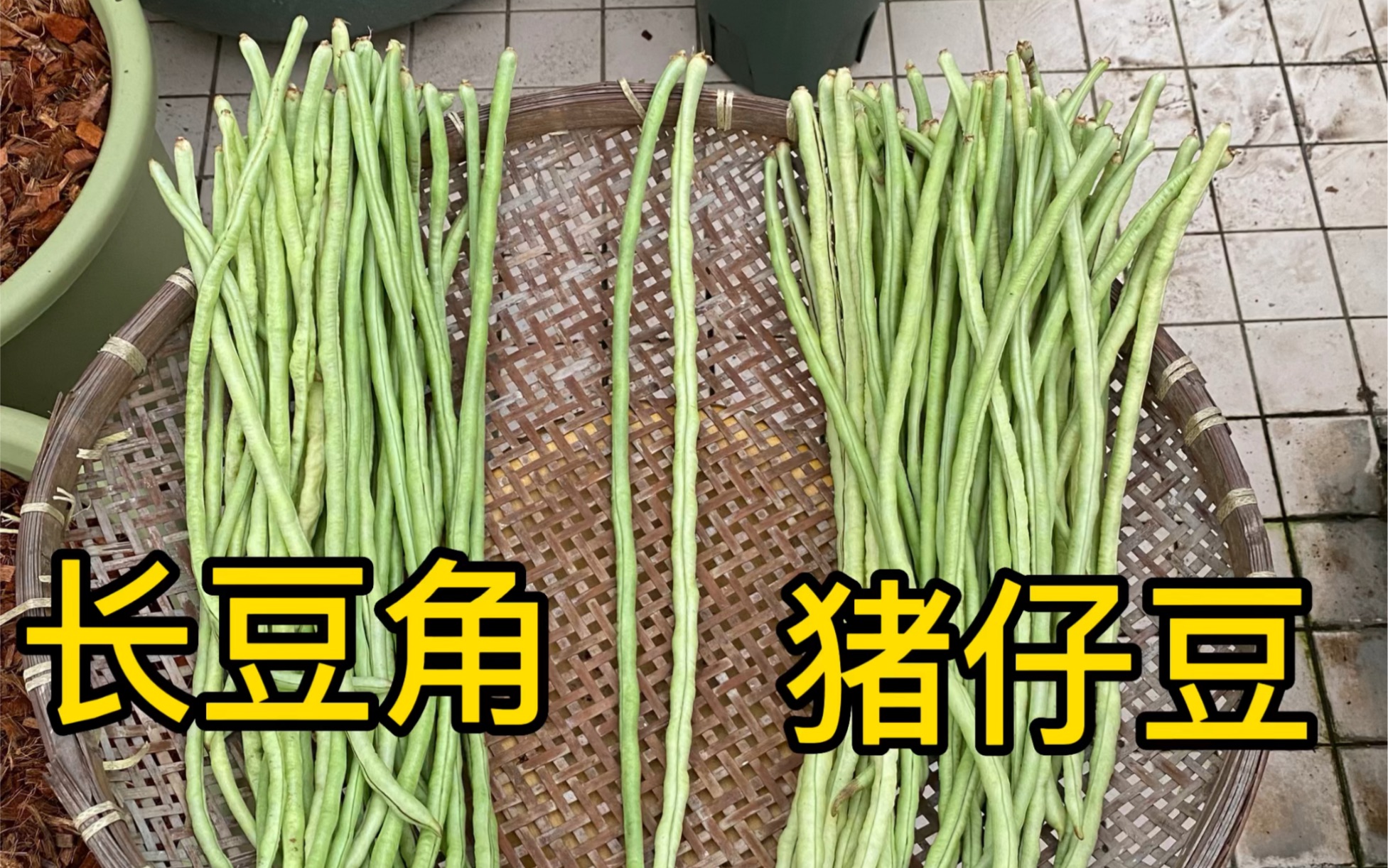 长豆角和猪仔豆如何分辨,两种都好吃!_哔哩哔哩_bilibili