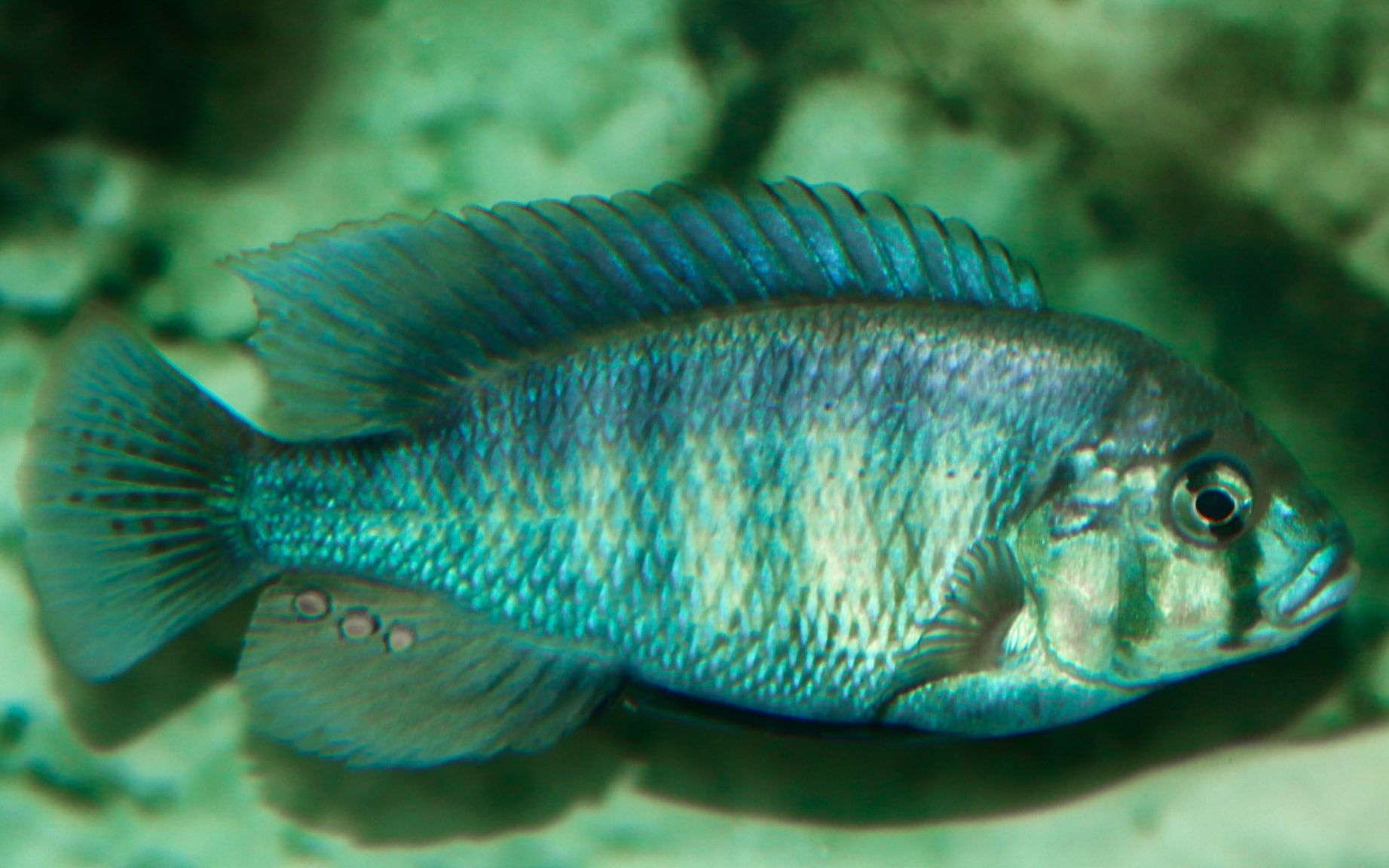 蓝色刮藻机维鲷三湖慈鲷热带鱼观赏用原生鱼