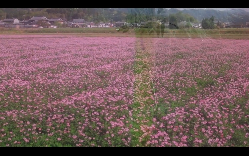 [图]樱花草（钢琴曲）