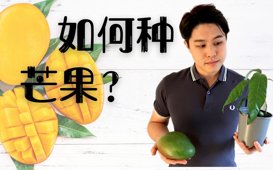 【园艺】如何种芒果?如何养护芒果?百分之百发芽芒果种子的方法!哔哩哔哩bilibili