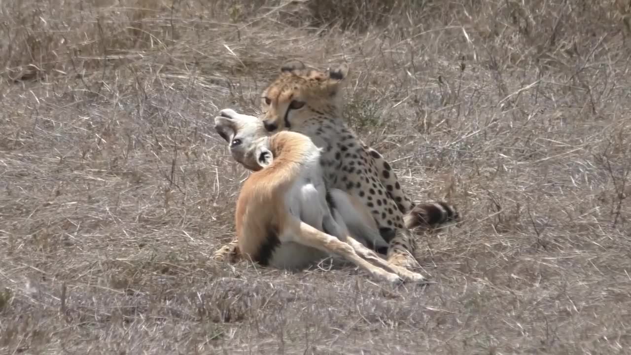 饥饿难忍的猎豹,艰难狩猎成功,不是马上进食而是警惕着哔哩哔哩bilibili