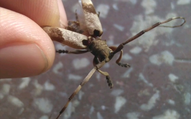 双斑锦天牛 腿部有缺损