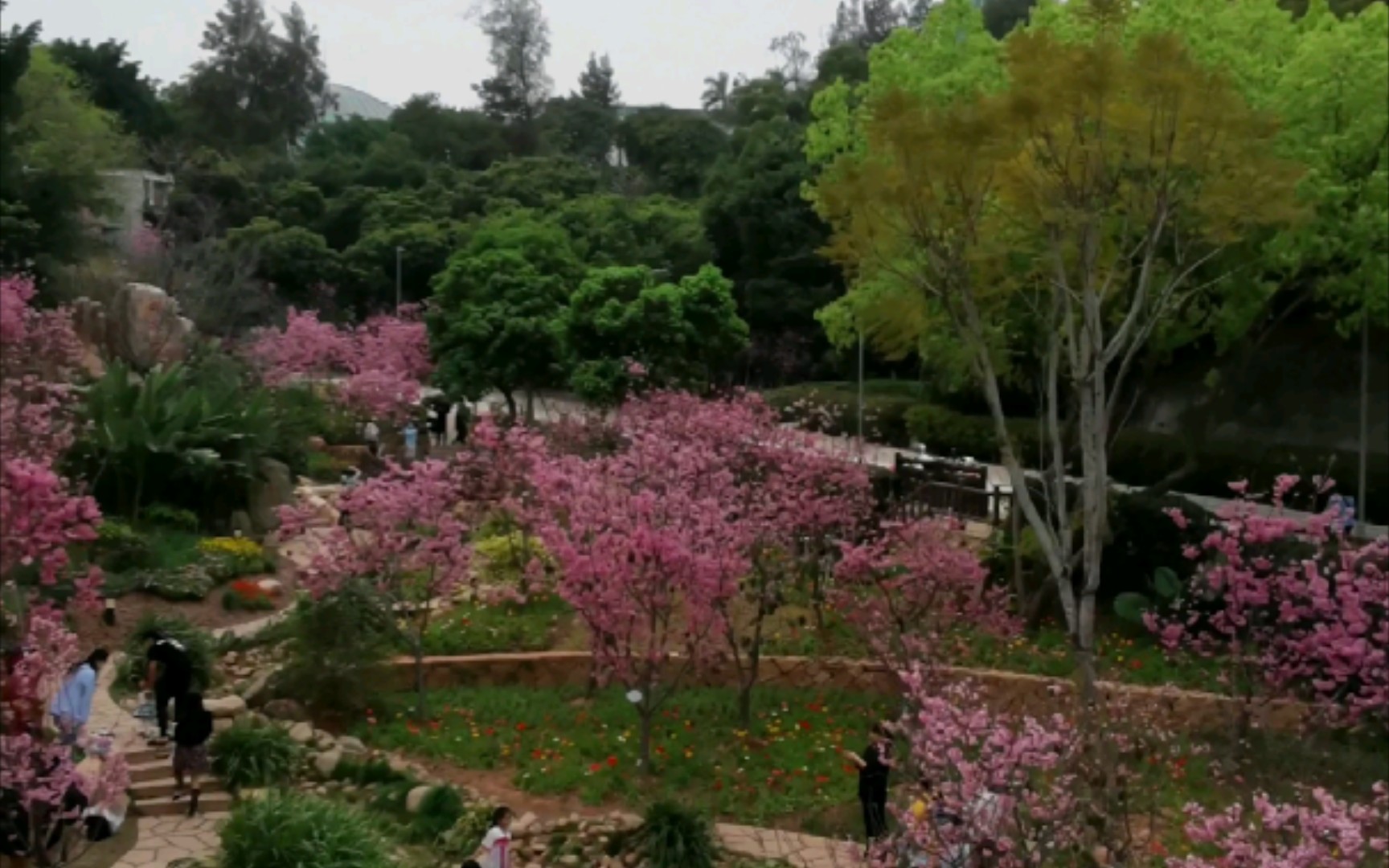 山海健康步道,狐尾山公园,樱花谷哔哩哔哩bilibili