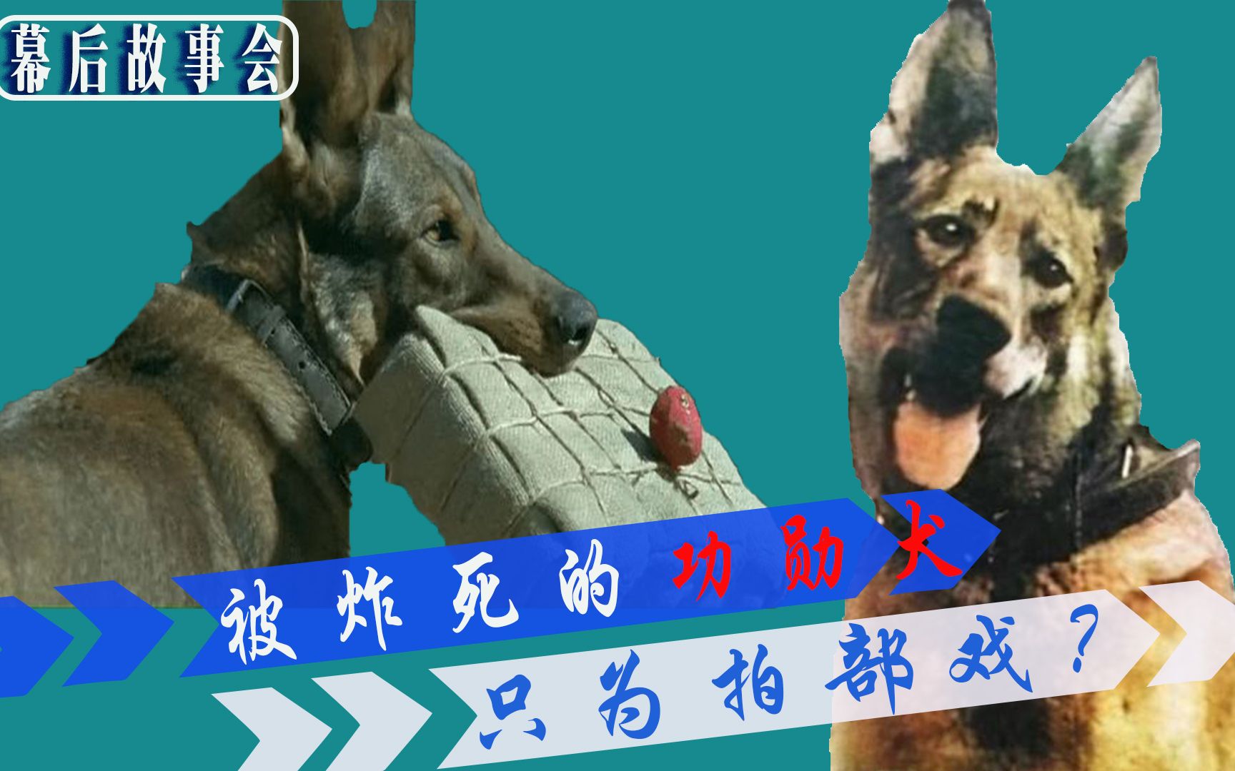 活动  犬王一部被钉在影史耻辱柱上的电影狗虽然不是人但有的人真不如