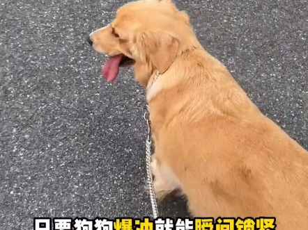 中大型犬一定要用这种P链, 不仅可以防止爆冲,遛狗还不累哔哩哔哩bilibili