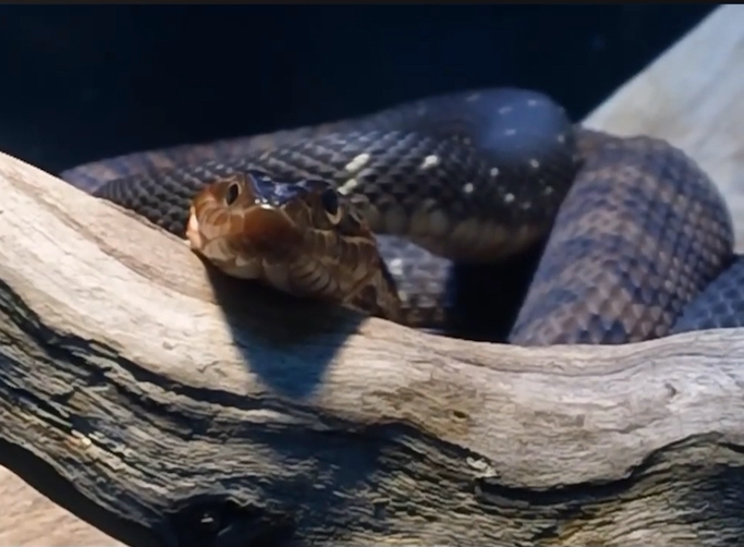 南部美洲水蛇 nerodia fasciata 源自yt@conservsyndicate