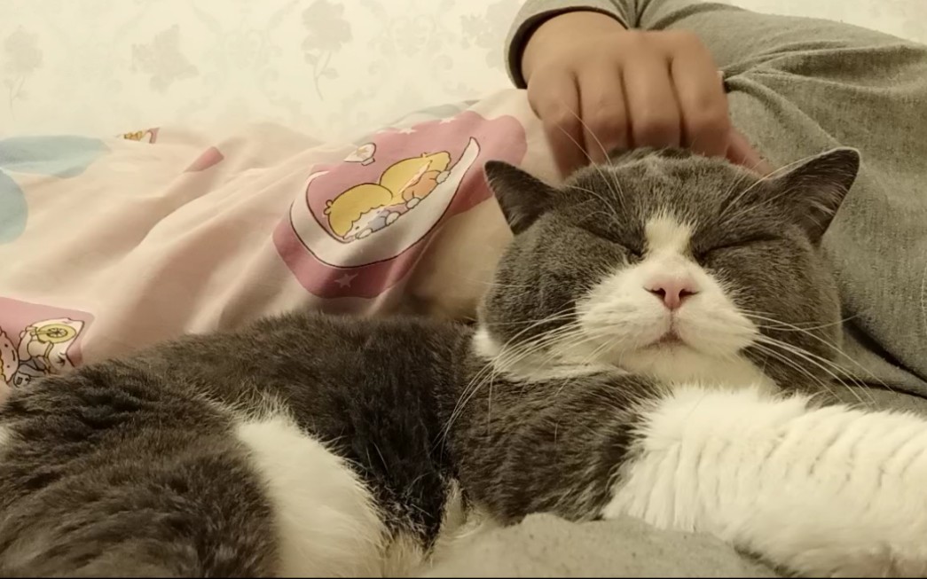 天天赖主人床的安生喵(^111611^)1分36秒有惊喜!