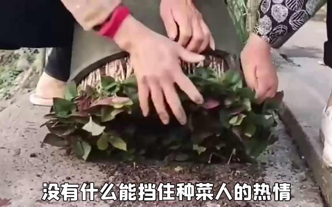 [图]没有什么能挡住种菜人的热情，菜地种完了，就在花盆里种