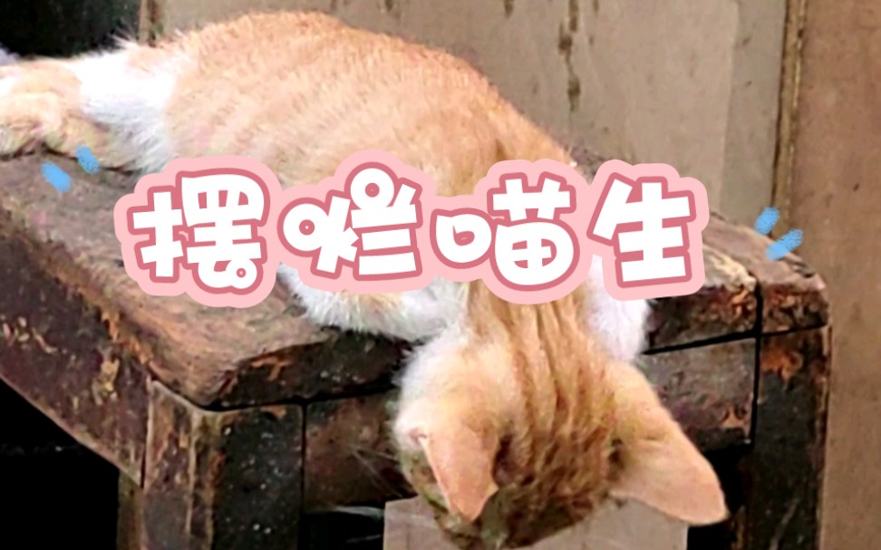 [图]小猫：这个奶非吃不可吗？