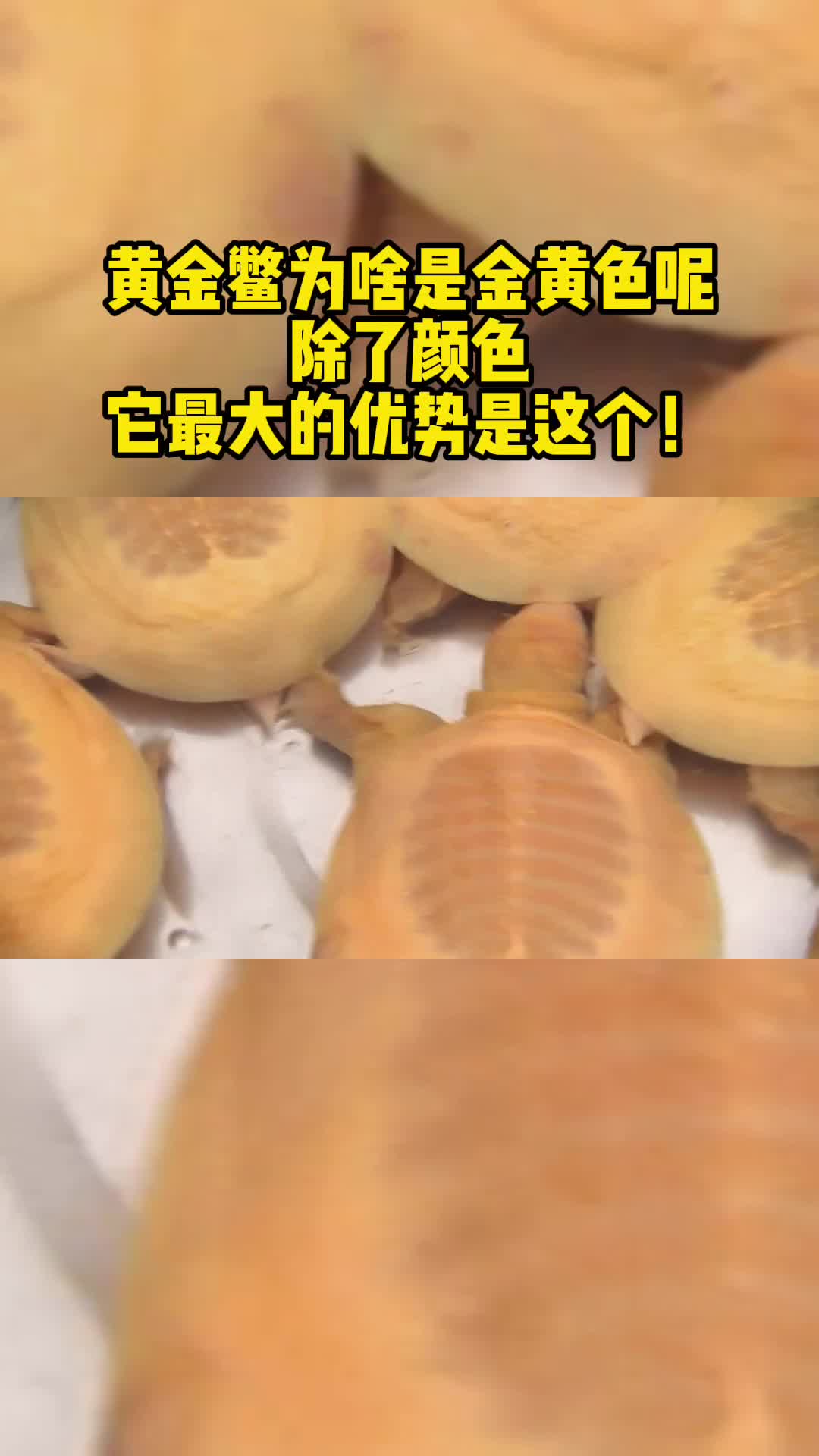 黄金鳖为啥是金黄色呢?除了颜色,它最大的优势是这个!哔哩哔哩bilibili