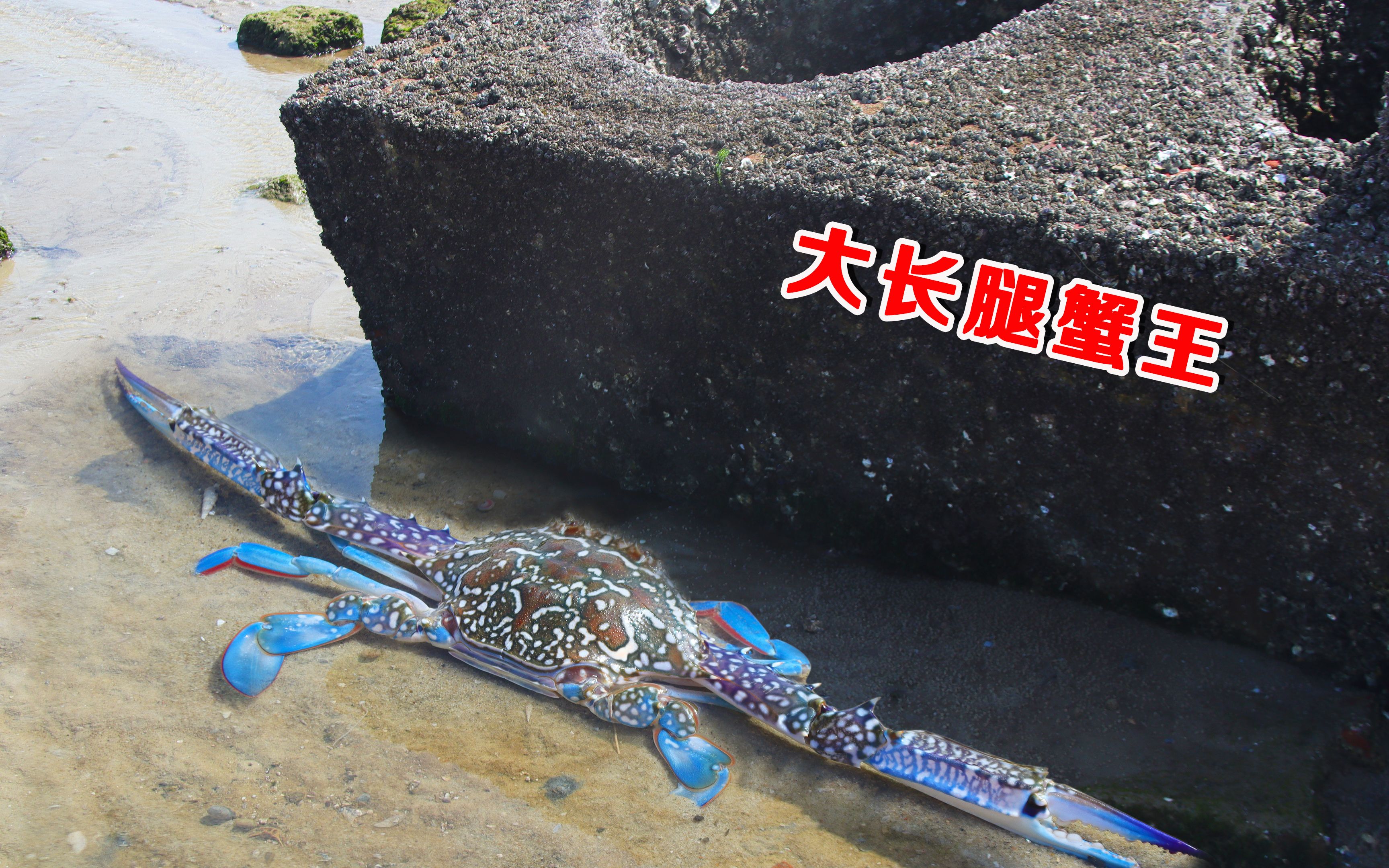 退潮后赶海,阿聪发现3只半米宽的兰花蟹,只有禁海期才长这么大哔哩哔哩bilibili