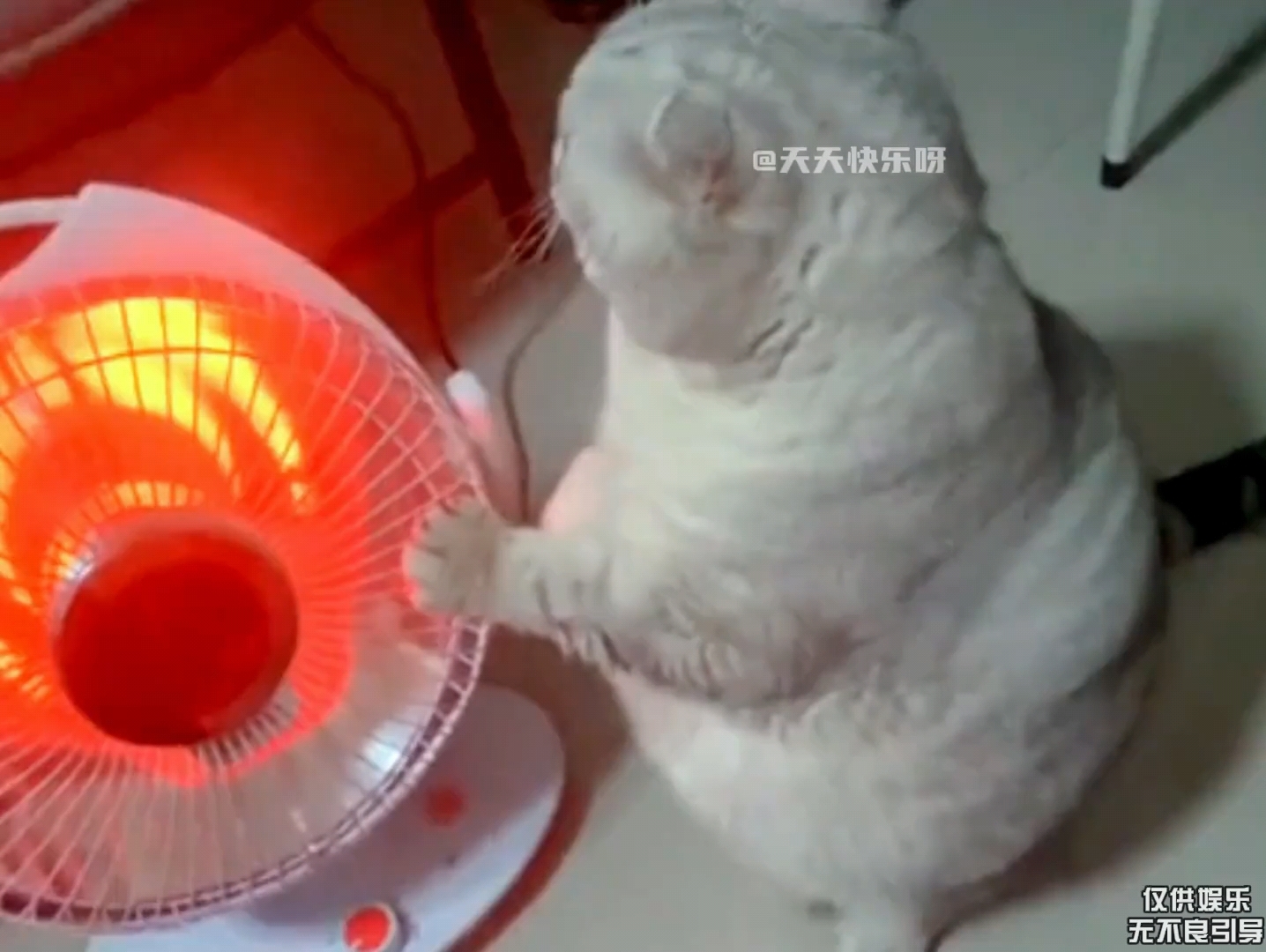 那些爱烤火的小猫咪,一不小心就快被烤熟了…#傻猫的日常 #搞笑 #猫咪