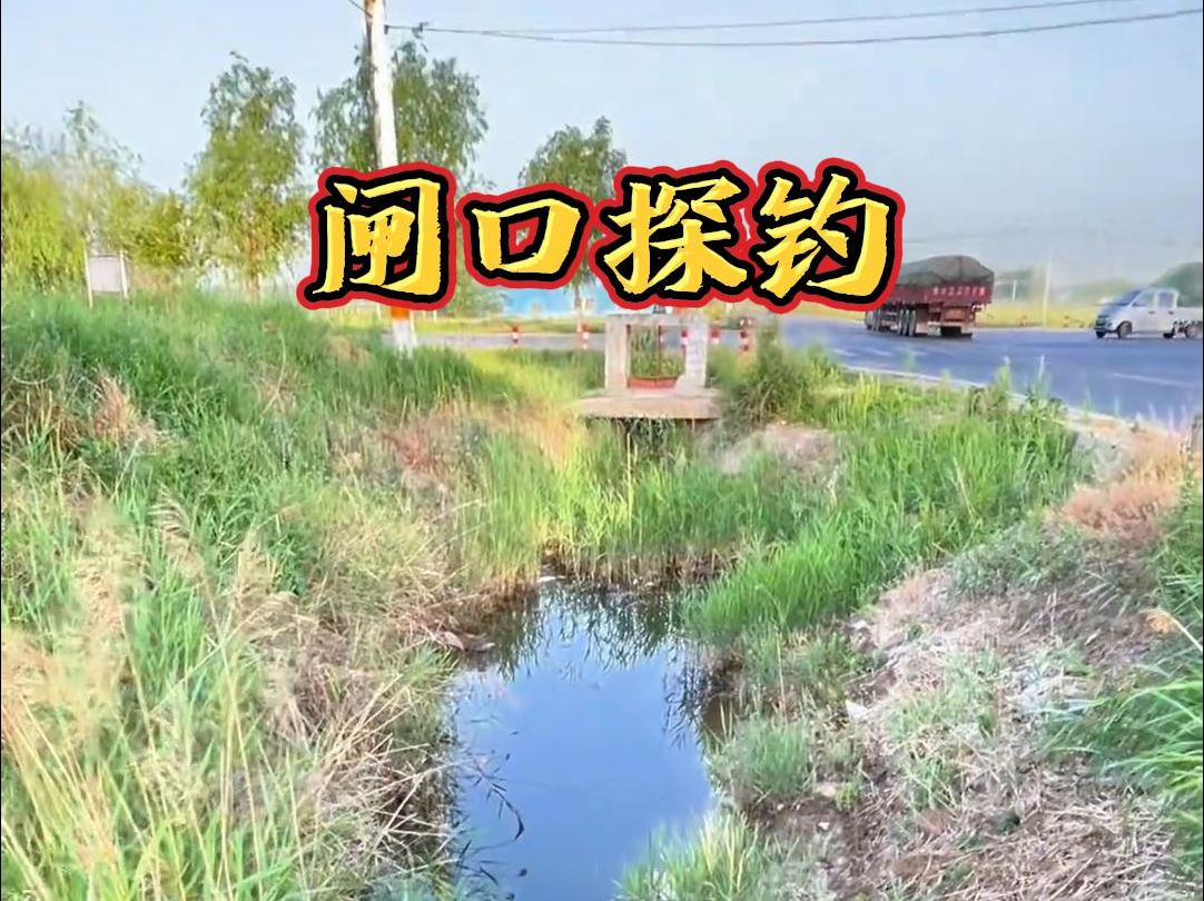 这退水小坑鱼真多,竟然有这么大的金鱼!哔哩哔哩bilibili