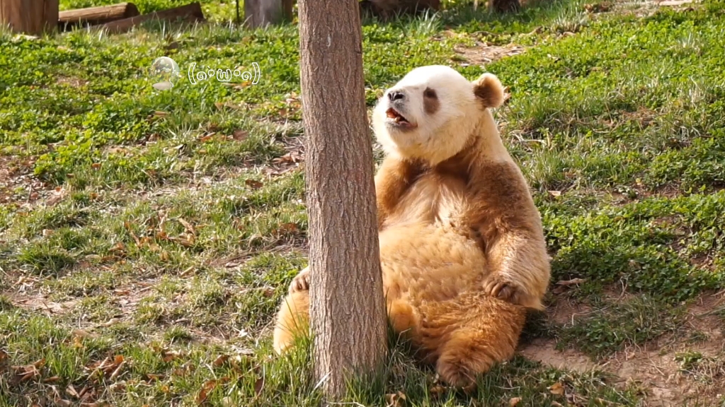 【大熊猫七仔】这是和树没商量好吧