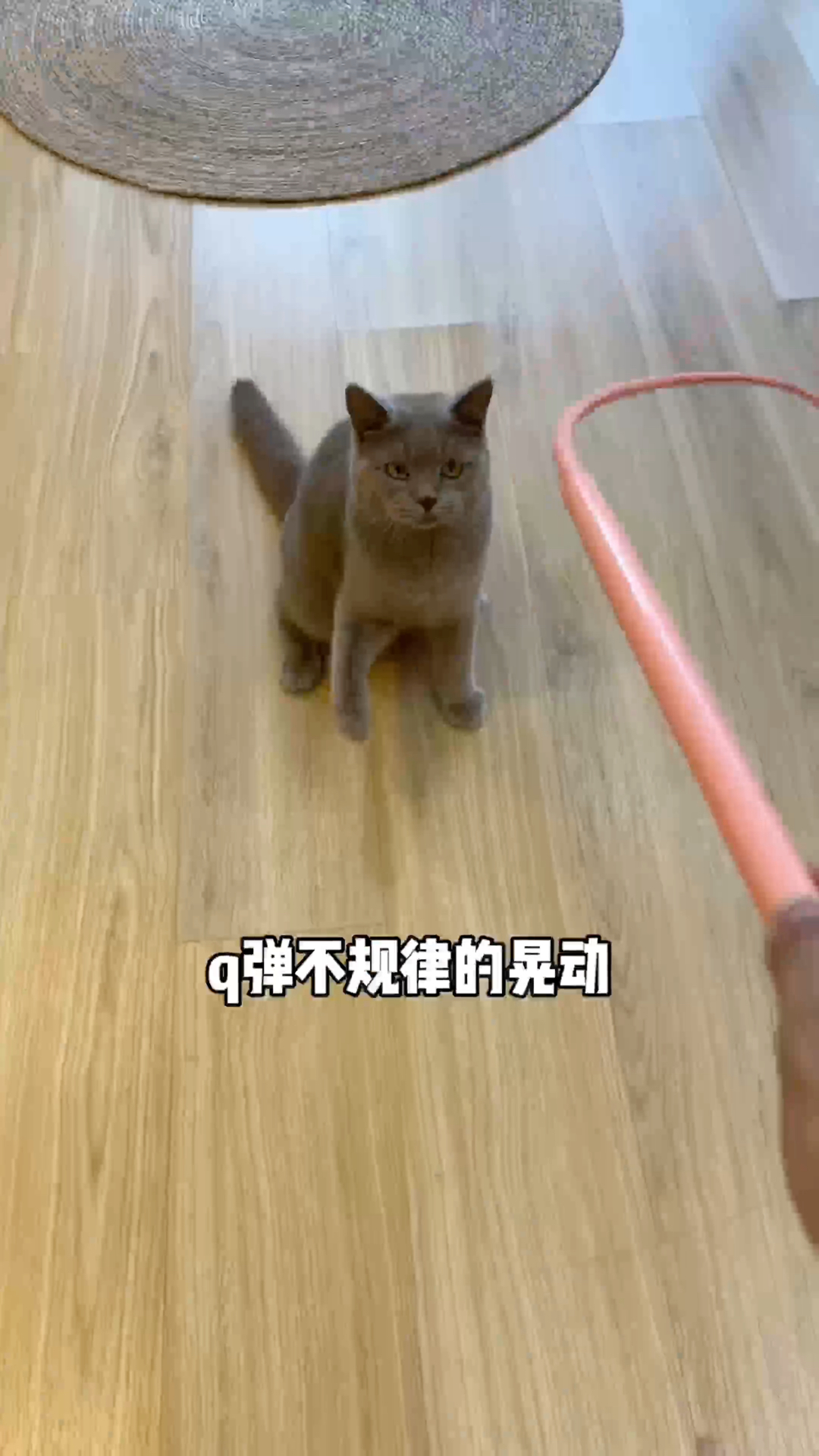 这么结实又耐用的逗猫棒,我还是第一次见!哔哩哔哩bilibili