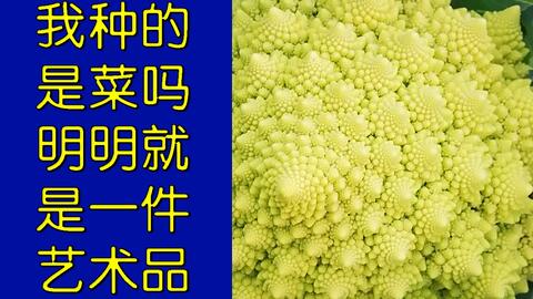 我种的是菜吗明明就是一件几何艺术品 这是今年收的最后一棵罗马花椰菜了 哔哩哔哩