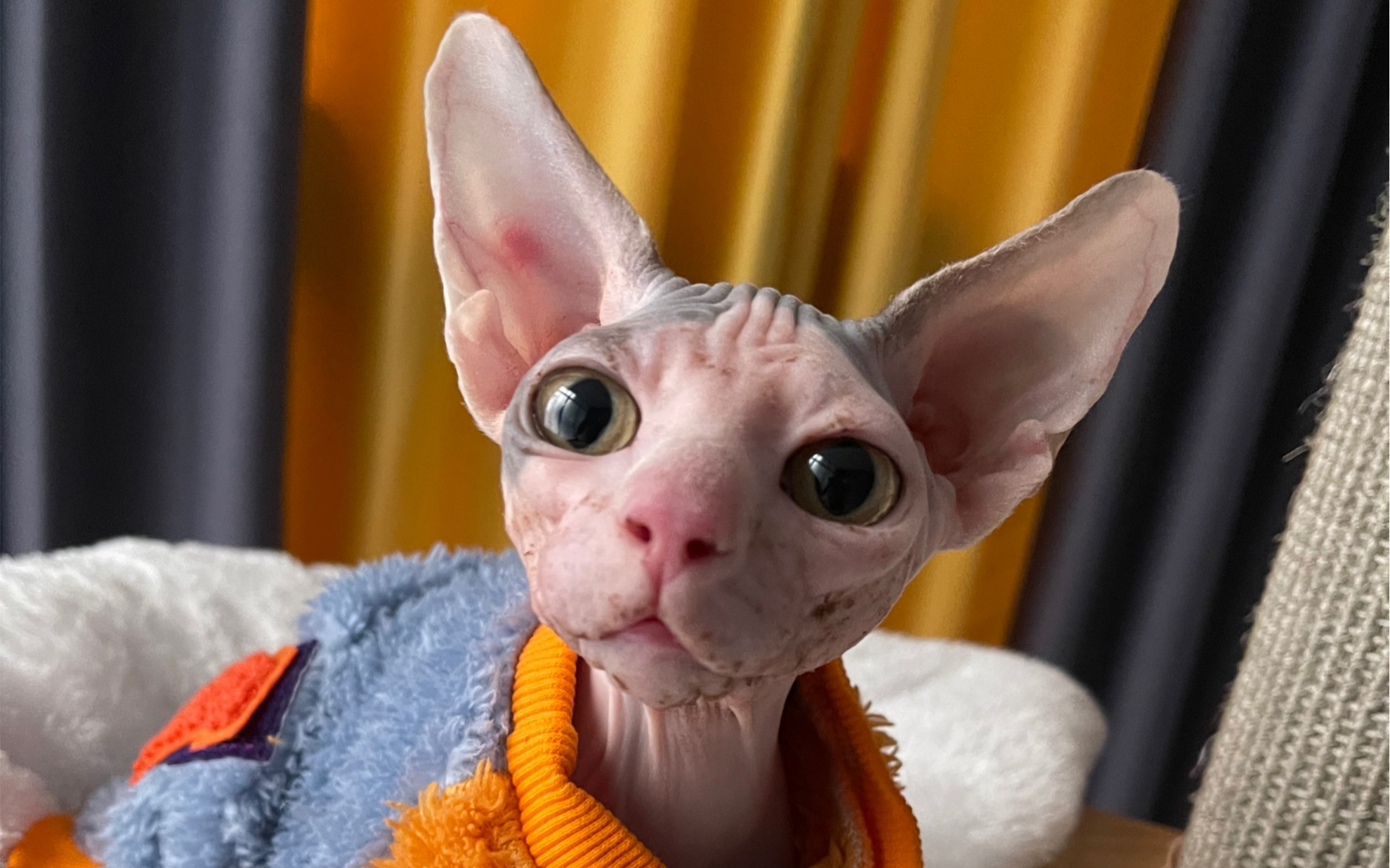 15～12.15 哈比半岁了,不知不觉一起生活2个半月了,冲