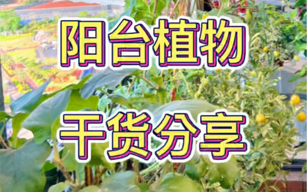 阳台植物的一些干货分享哔哩哔哩bilibili