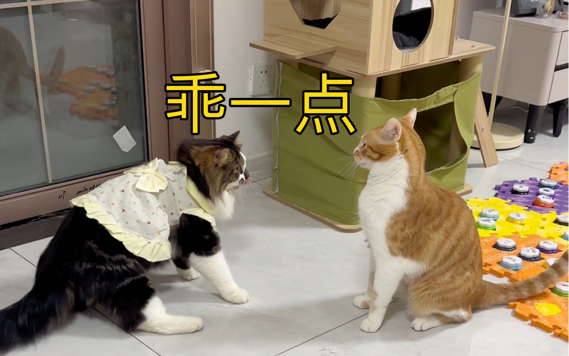 猫咪的反常举动哔哩哔哩bilibili