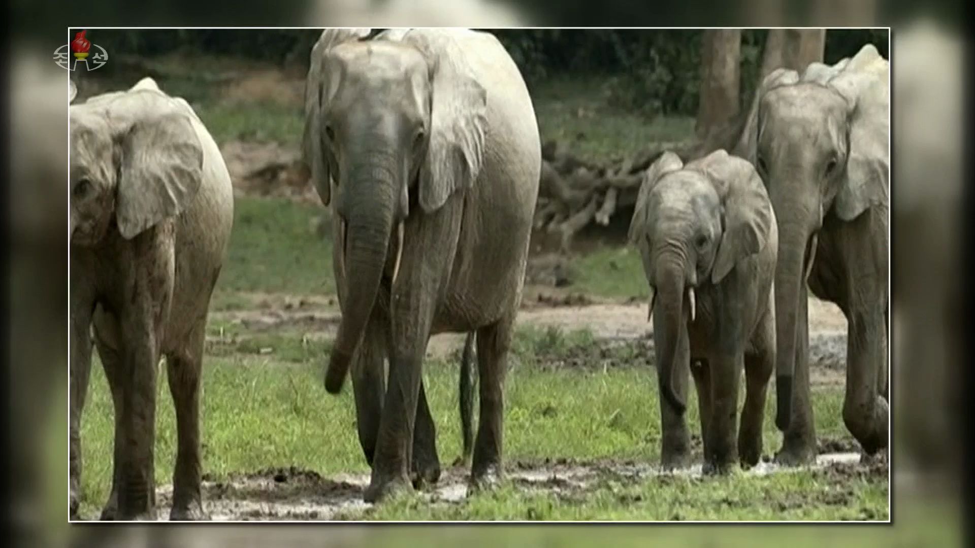 朝鲜节目:动物世界(8月19日播出节目)