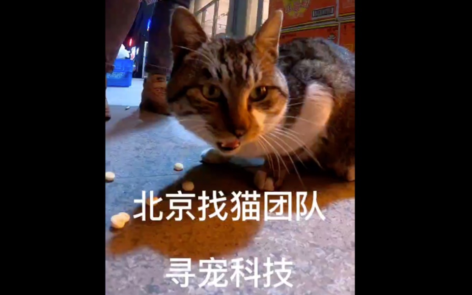 专业找猫团队北京寻宠科技找猫任务成功寻回哔哩哔哩bilibili